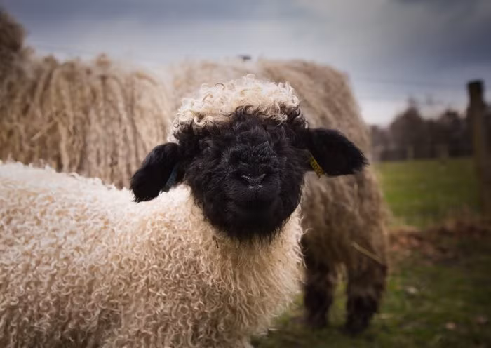 Bộ lông của loài cừu này dài mềm, và xoắn thành từng lọn nhỏ như dây thừng. Mỗi một con cừu từ 80 - 100kg có thể sản xuất ra khoảng 4kg lông mỗi năm. (Nguồn Bored Panda)