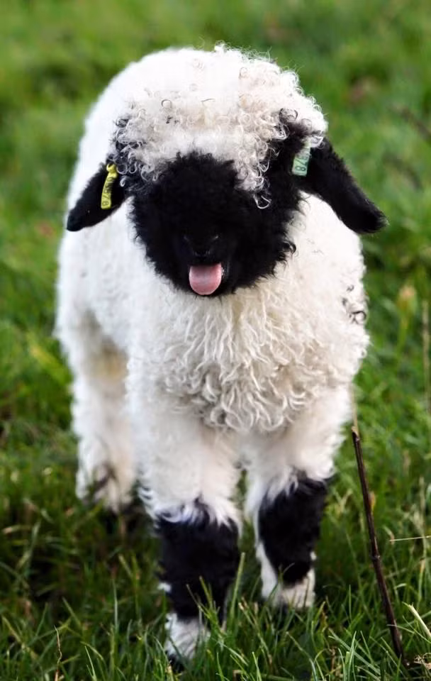 Ngoại hình của chúng khiến nhiều người liên tưởng đến đàn cừu siêu đáng yêu trong bộ phim hoạt hình nổi tiếng Shaun the Sheep. (Nguồn Bored Panda)