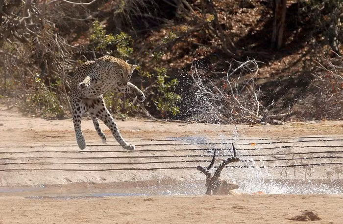 Nhiếp ảnh gia Simon Vegter đã may mắn chụp lại được khoảnh khắc một con báo hoa mai cái với kỹ năng săn mồi độc đáo, mới lạ tung hoành ngang dọc hồ nước nhân tạo trong khu bảo tồn động vật hoang dã ở công viên quốc gia Kruger, Nam Phi. (Nguồn Africa Geographic)