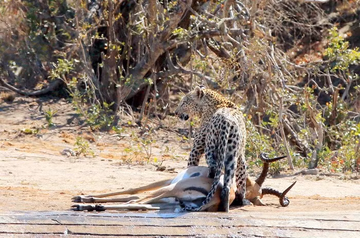 Sau khi giết chết con mồi tội nghiệp là một con linh dương Impala lớn, báo hoa mai cái cảnh giác nhìn quanh trước khi kéo xác của linh dương về phía chỗ ở của mình, nơi có những con báo con đói bụng đang chờ mẹ mang bữa trưa về. (Nguồn Africa Geographic)