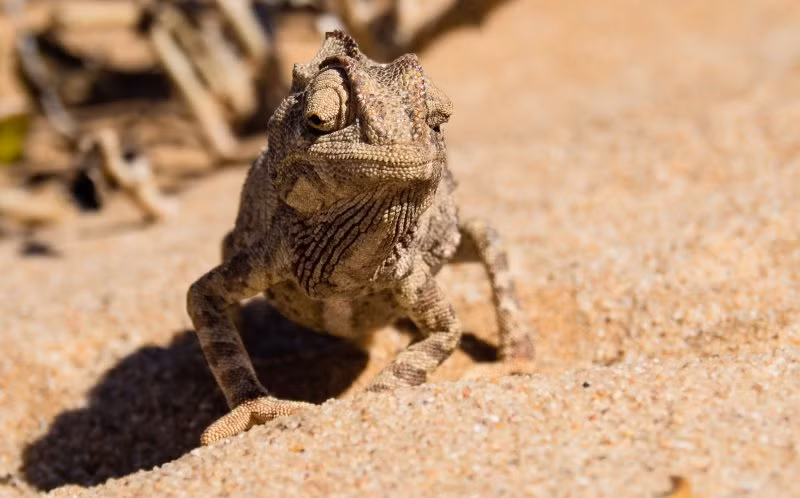 Với mong mỏi chụp được những hình ảnh thú vị khi tắc kè phóng lưỡi bắt mồi từ lâu, nhiếp ảnh gia người Đức, Sönke Peters ôm nhiều hi vọng khi quyết định thực hiện một chuyến du lịch khám phá vùng sa mạc Namib, Namibia. (Nguồn Sina)