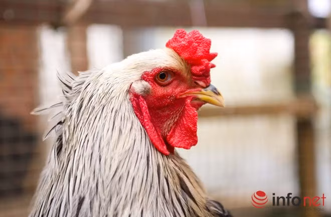 Giống gà kỳ lân khổng lồ có hai chùm lông như bộ râu xòe rộng ra 2 bên má, chân lông rậm tới chân.