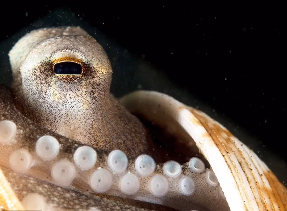 Thực chất, hành vi trốn trong "nhà" của bạch tuộc không phải là hành vi bất thường. (Nguồn Sina)