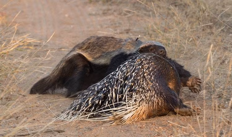 Những con nhím khiến báo đốm, sư tử phải lùi bước vì tài phóng gai cũng phải khuất phục dưới sự ác độc của lửng mật. (Nguồn Sina)