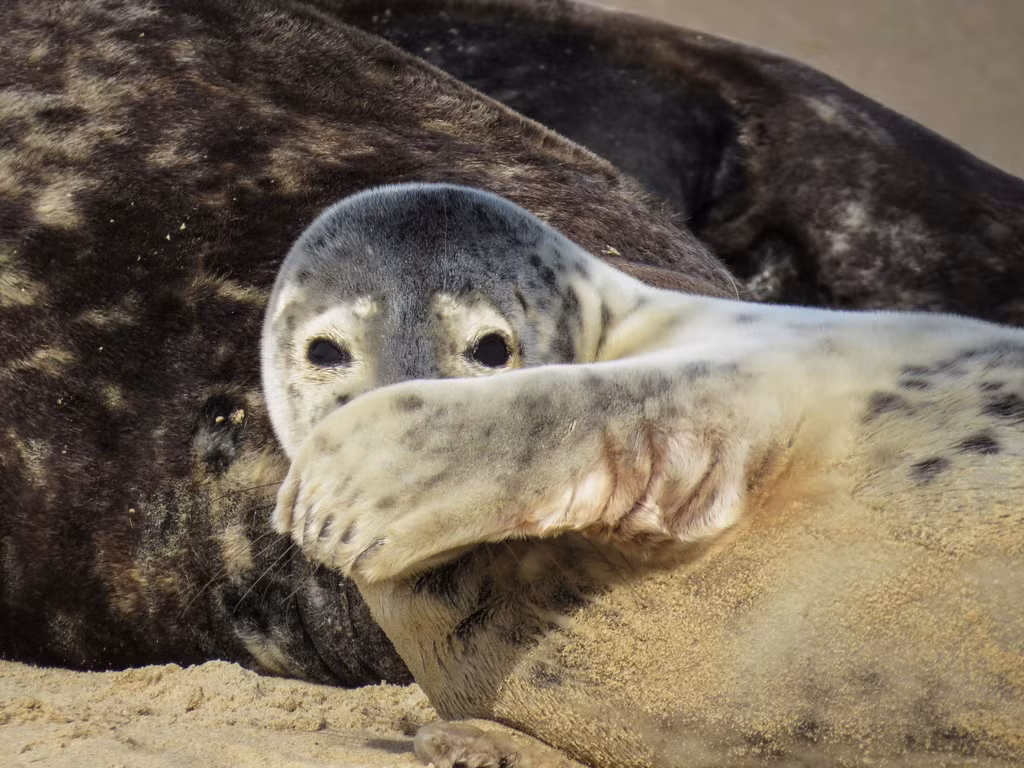 Không giống những loài động vật hoang dã khác, hải cẩu có vẻ là loài động vật rụt rè khi đứng trước ống kính nhiếp ảnh gia. (Nguồn Metro)