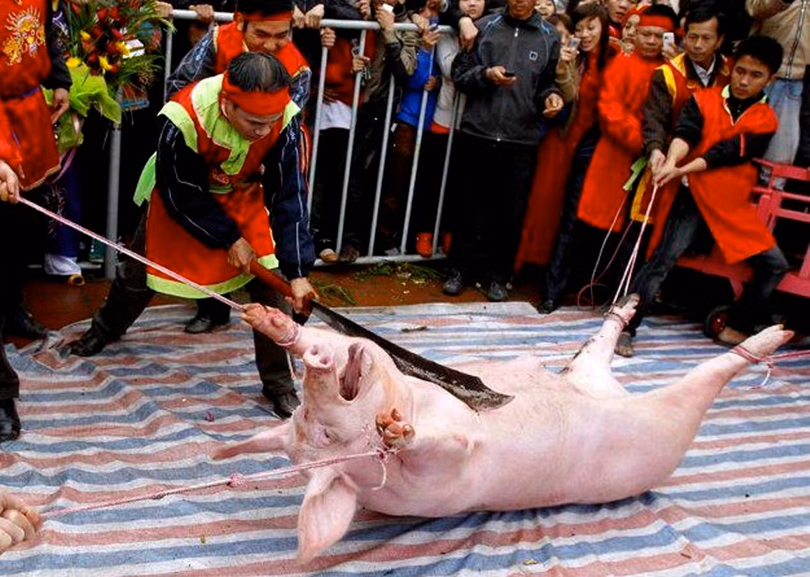 Lễ hội chém lợn là một lễ hội diễn ra tại làng Ném Thượng, tỉnh Bắc Ninh của Việt Nam được coi là một trong những lễ hội rùng rợn của thế giới. Trong lễ hội này, một chú lợn còn sống sẽ bị chém làm đôi bằng đao. Ảnh: HFA.