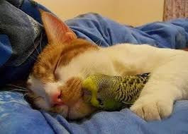 Chỉ khi nào được ôm ấp người bạn thân nhỏ bé, chú mèo mới yên tâm đi ngủ. (Nguồn Sina)