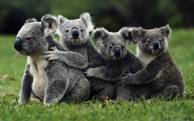 3. Giống như hầu hết các loài động vật trong danh sách này, gấu koala không phải là một mối nguy hiểm cho con người trừ khi chúng cảm thấy bị con người đe dọa. Khi điều đó xảy ra, những con gấu koala đáng yêu này sẽ dùng răng và móng vuốt có để tung ra đòn tấn công ác liệt. (Nguồn Boredomtherapy)