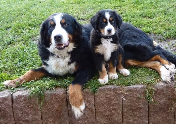 Vẫn còn ngượng ngùng khi chụp cạnh người cha khiêm khắc, chú chó con giống cha như lột khép nép, ngoan ngoãn. (Nguồn Bored Panda)