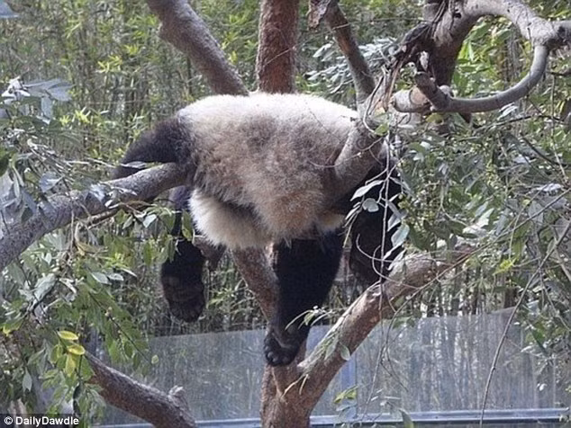 Một khi đã say, gấu trúc trèo lên cây và ngủ vắt vẻo trên đó. (Nguồn Sina)