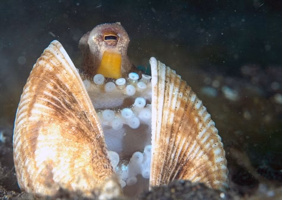 Đây là cách tự vệ của bạch tuộc trước những kẻ thù nguy hiểm hay đi lang thang săn mồi trong vùng nước lân cận. (Nguồn Sina)