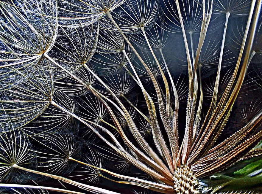 Cận cảnh cuống hoa bồ công anh. (Nguồn Bored Panda)