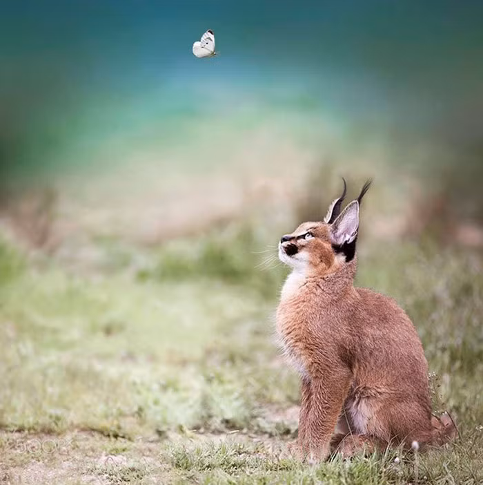Điểm đặc trưng phân biệt nhất của linh miêu tai đen là chùm lông đen dài phía sau đôi tai, dài khoảng 4,4cm. Ngay từ lúc còn nhỏ, linh miêu tai đen đã sở hữu chùm lông đen dài đặc biệt này. (Nguồn Bored Panda)