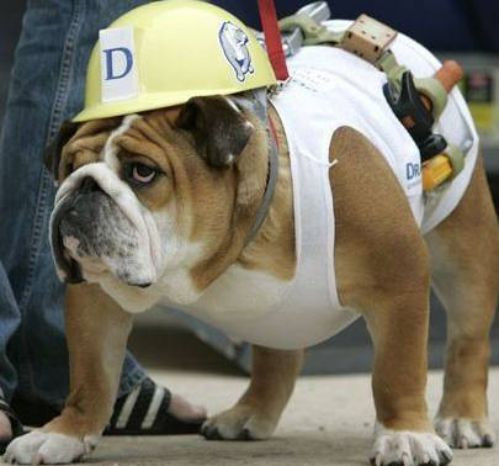 Bất lực vì không thể ngăn cản cậu chủ hóa trang cho mình thành một công nhân, chú chó này thái độ ra mặt. (Nguồn List25)