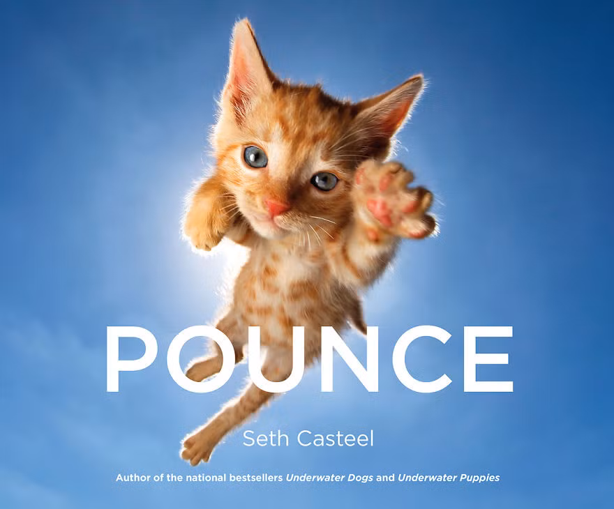 Trong một shot hình của Seth Casteel, chú mèo con lông vàng này giống hệt như siêu nhân đang bay lượn tự do trên bầu trời. (Nguồn Bored Panda)