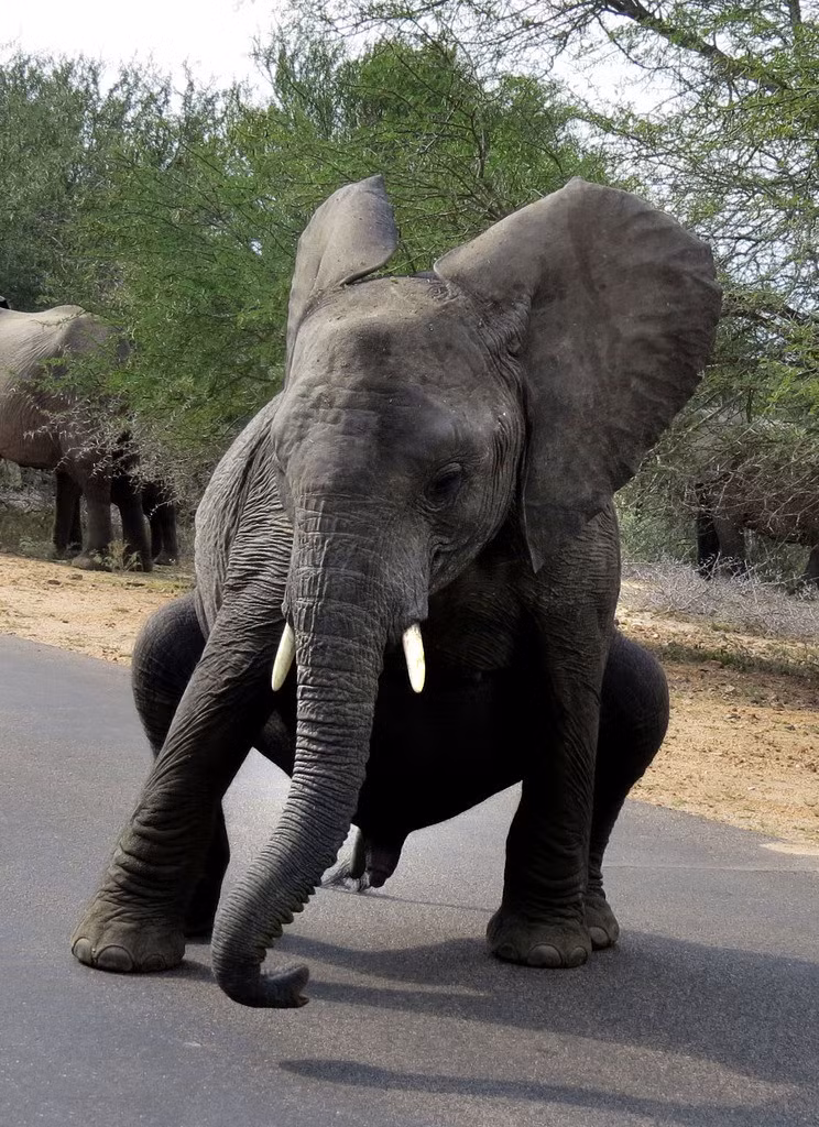 Voi được mô tả loài loài động vật khổng lồ, khi bị chọc giận sẽ rất hung dữ, có thể gây ra lực sát thương lớn. Tuy nhiên, những ai nhìn thấy cảnh tượng này đều không cảm thấy như vậy, chú voi này nhảy nhót và lắc lư đầy hài hước theo nhạc, đánh mất hết hình tượng của loài. (Nguồn Sina)