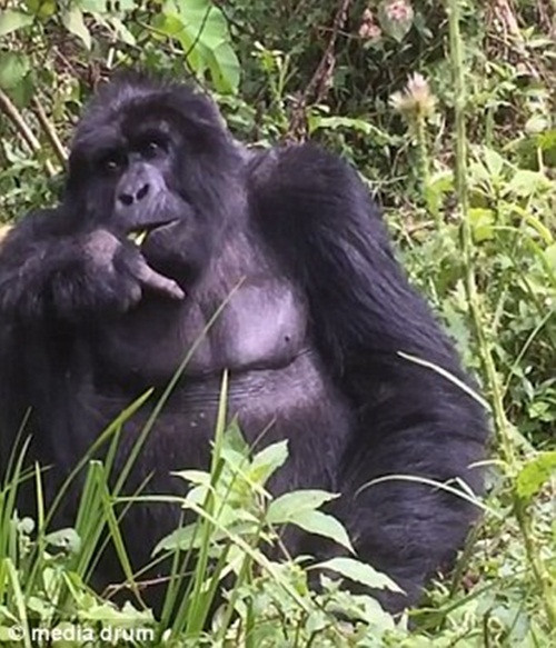 DNA của loài khỉ đột này giống của con người 98% -99%. Chúng có họ hàng rất gần gũi với con người chỉ sau 2 loài tinh tinh. (Nguồn Dailymail)