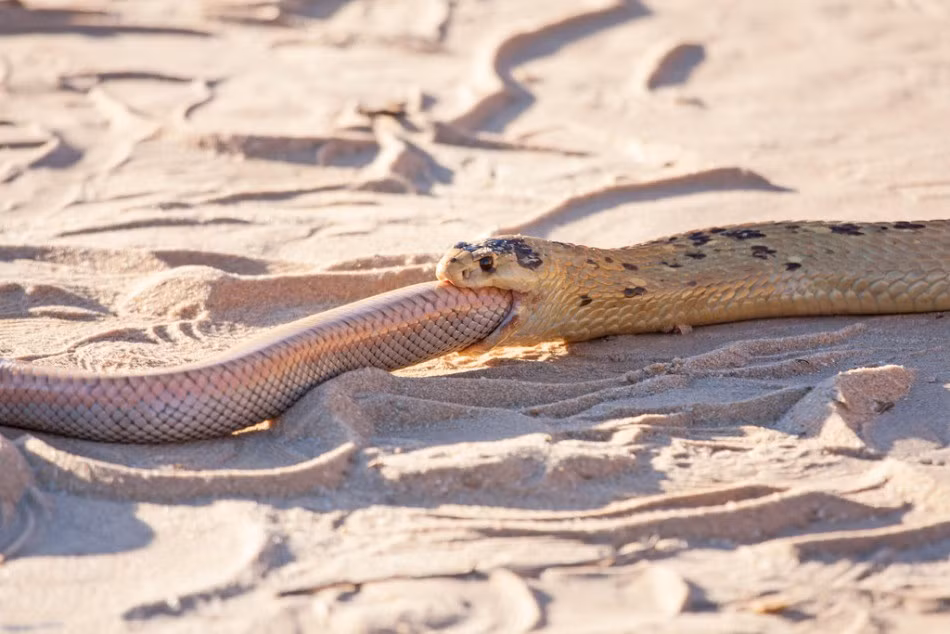 Quá trình cắn nuốt kinh hoàng này mất khoảng một tiếng, bắt đầu từ phần đầu, con rắn nốt ruồi nuốt chửng hoàn toàn đồng loại của mình không chừa một mảnh. (Nguồn Sina)