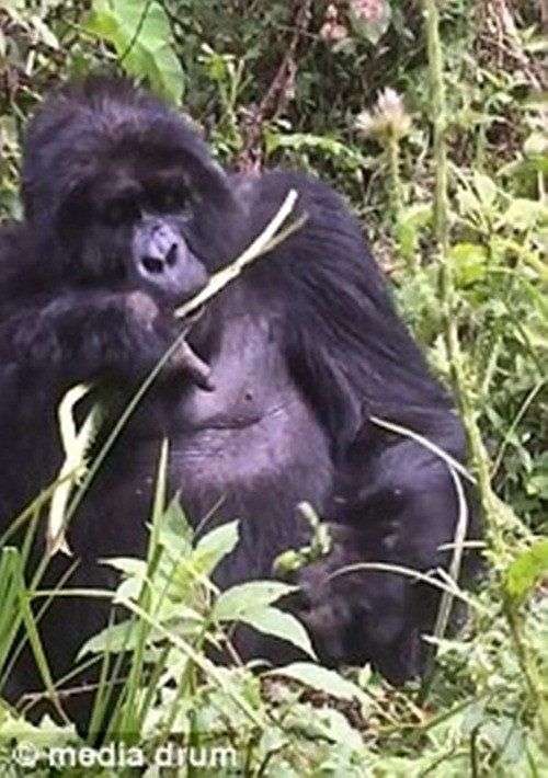 Tuy vậy, có vẻ như con khỉ đột bực tức đã thất bại trong việc làm mất mặt đoàn du khách khi nhiều người phá lên cười vì hành động bột phát hài hước và không kiêng nể gì của nó. (Nguồn Dailymail)