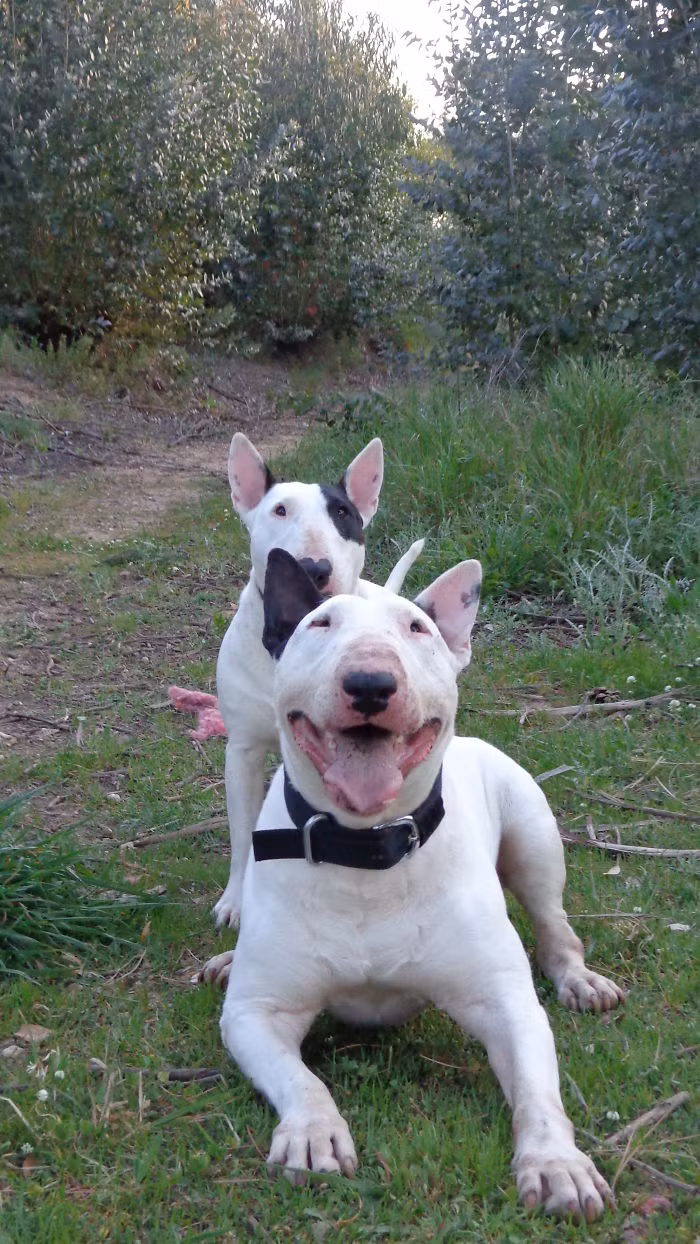 Cặp cha và con gái cực đáng yêu khi tạo dáng chụp ảnh cùng nhau. (Nguồn Bored Panda)