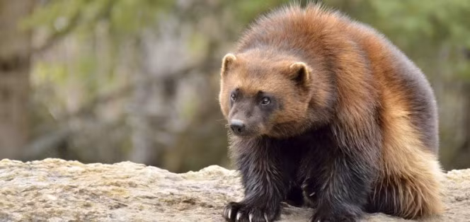 13. Chồn sói được mệnh danh là một trong những kẻ săn mồi đáng sợ nhất trên hành tinh. Tốt nhất bạn nên tránh xa chúng khi nhìn thấy dù chúng có vẻ ngoài lạ lẫm và thân thiện. (Nguồn Boredomtherapy)