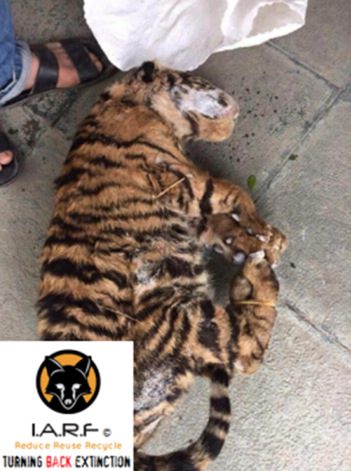 Hầu hết khi được vận chuyển, những mãnh thú xấu số này đều đã chết. Cơ thể của chúng được nhét vào trong những chiếc bao tải, những chiếc thùng bẩn thỉu để dễ vận chuyển và qua mắt các cơ quan chức năng. Ảnh: Speakupforthevoiceless.org