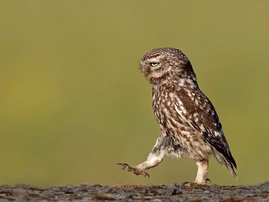 Cú đốm tạo dáng bước đi cực ngầu khi biết có người đang chụp lén mình. (Nguồn Bored Panda)