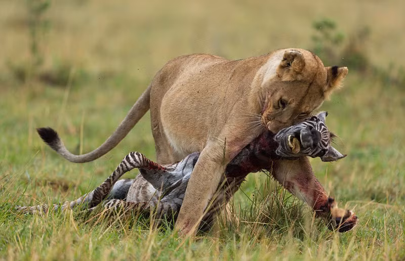 Trong ảnh là con ngựa vằn tội nghiệp, đầy máu, đã chết hẳn, trọng lượng khoảng 127kg bị sư tử cái cắn cổ tha đi. (Nguồn Sina)