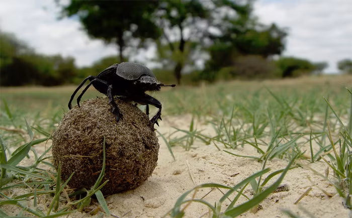 Sở dĩ bọ phân bố mẹ phải cẩn trọng như vậy bởi những viên phân chính là chất dinh dưỡng chuẩn bị cho con non sắp ra đời. Chúng muốn những con non được ra đời với sự chuẩn bị tốt nhất. Những viên phân này còn được gọi là bóng ấp của bọ phân. (Nguồn Africa Geographic)