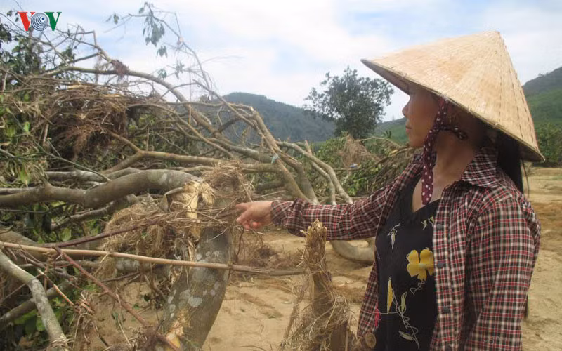 Nước chảy xiết khiến nhiều cây bưởi bị đỗ gãy, hoang tàn.