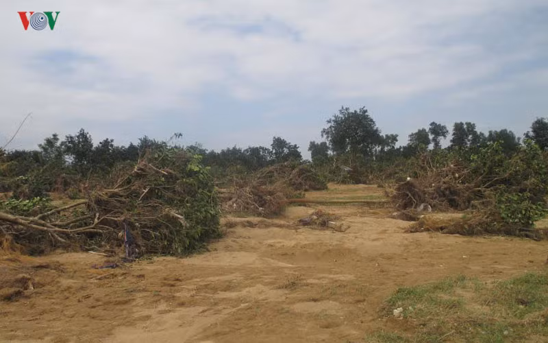 Hầu hết diện tích bưởi Phúc Trạch ven sông Ngàn Sâu ở huyện Hương Khê trở nên tiêu điều, xơ xác.