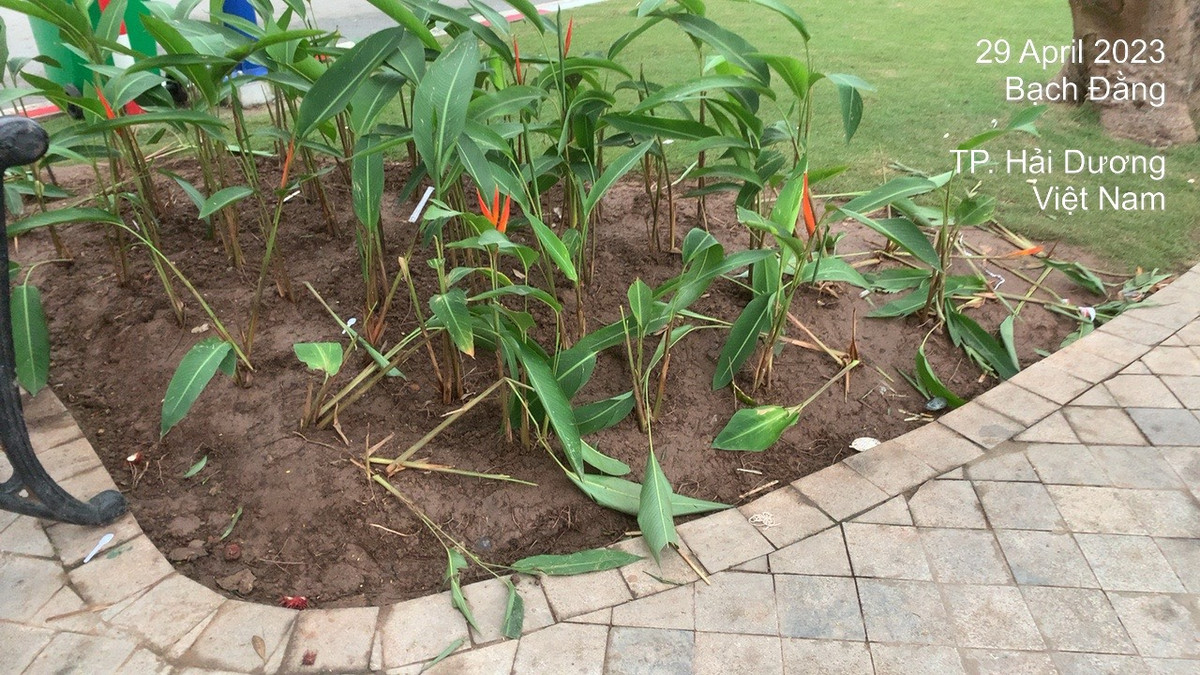 Trao đổi với báo chí, lãnh đạo UBND TP Hải Dương cho biết chính quyền đã nắm được sự việc và cho thay thế cây hỏng, trồng lại hàng cây mới. Đồng thời, để ngăn chặn tình trạng trên tái diễn, vị lãnh đạo cho hay sẽ cử người trực để nhắc nhở và cắm biển cảnh báo.