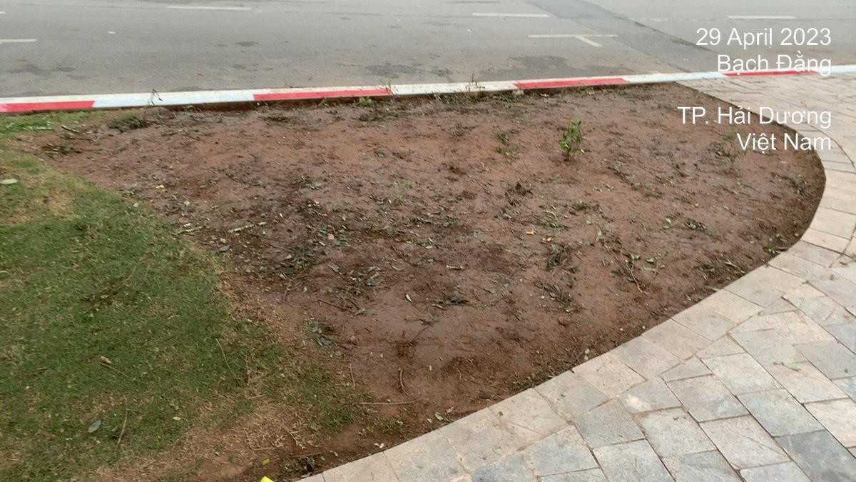Để lại những đám đất sau khi công nhân dọn cây hoa hỏng.