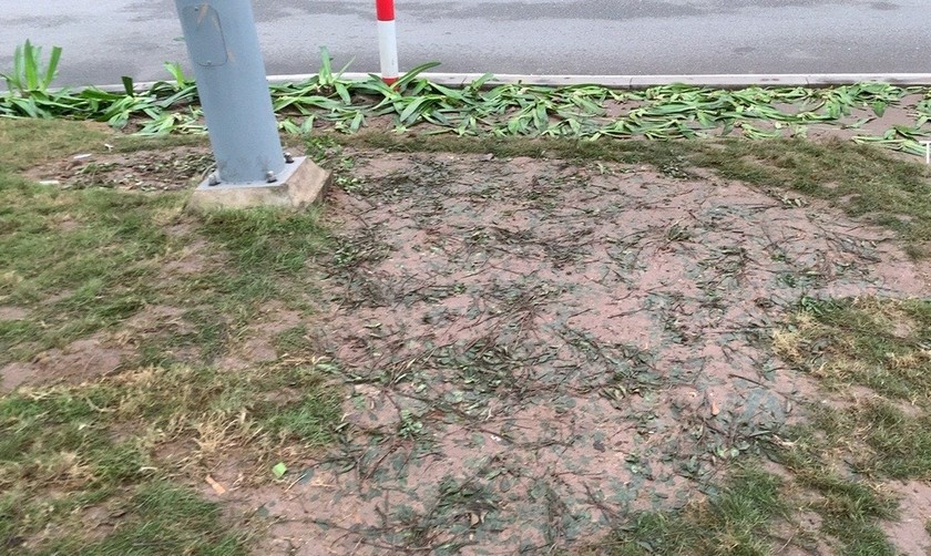 Cả luống hoa và thảm cỏ đều bị xóa sổ do bị dẫm đạp.