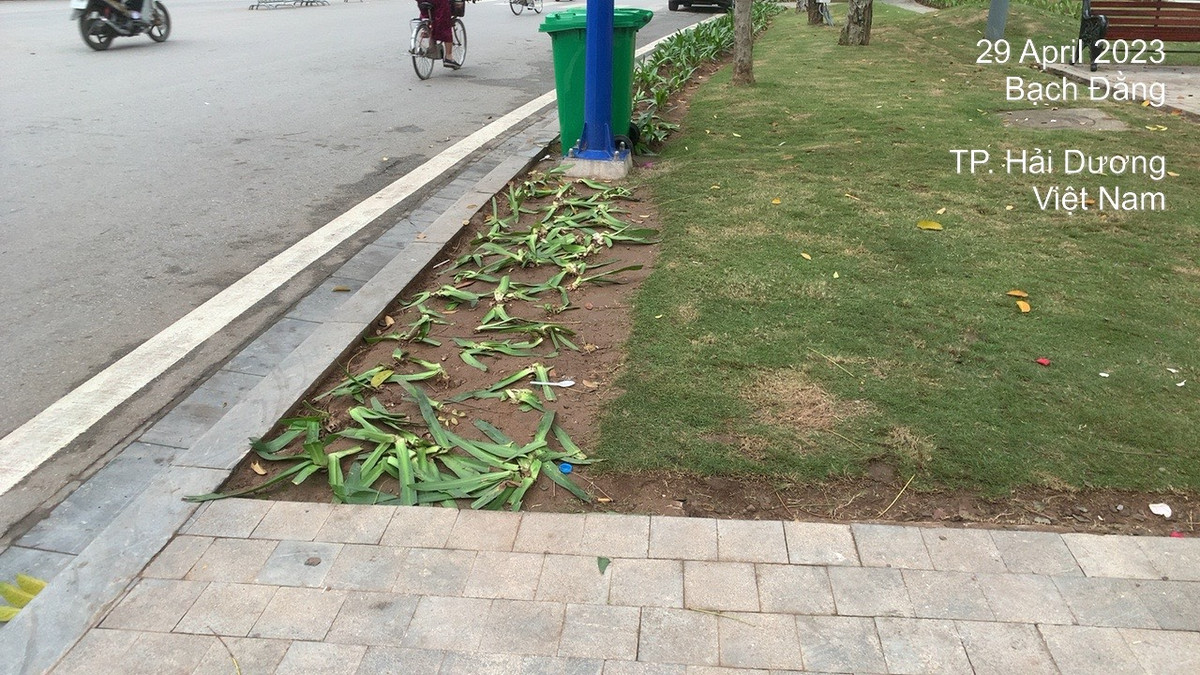 Dù gần các luống hoa là đường đi bộ rất lớn nhưng người dân vẫn dẫm lên hoa.