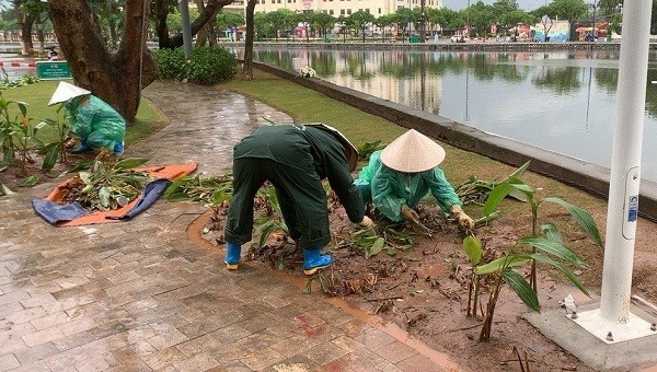 Các công nhân phải nhổ bỏ những luống hoa bị dẫm nát, hư hỏng.