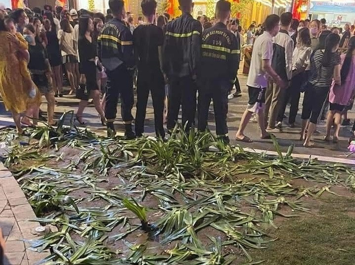 Luống hoa nát tươm sau khi bị nhiều người dẫm đạp.