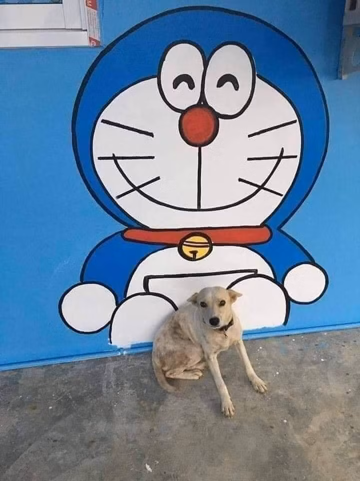 Mọi khoảng trống trên tường đều được lấp đầy bởi hình ảnh của Doraemon.