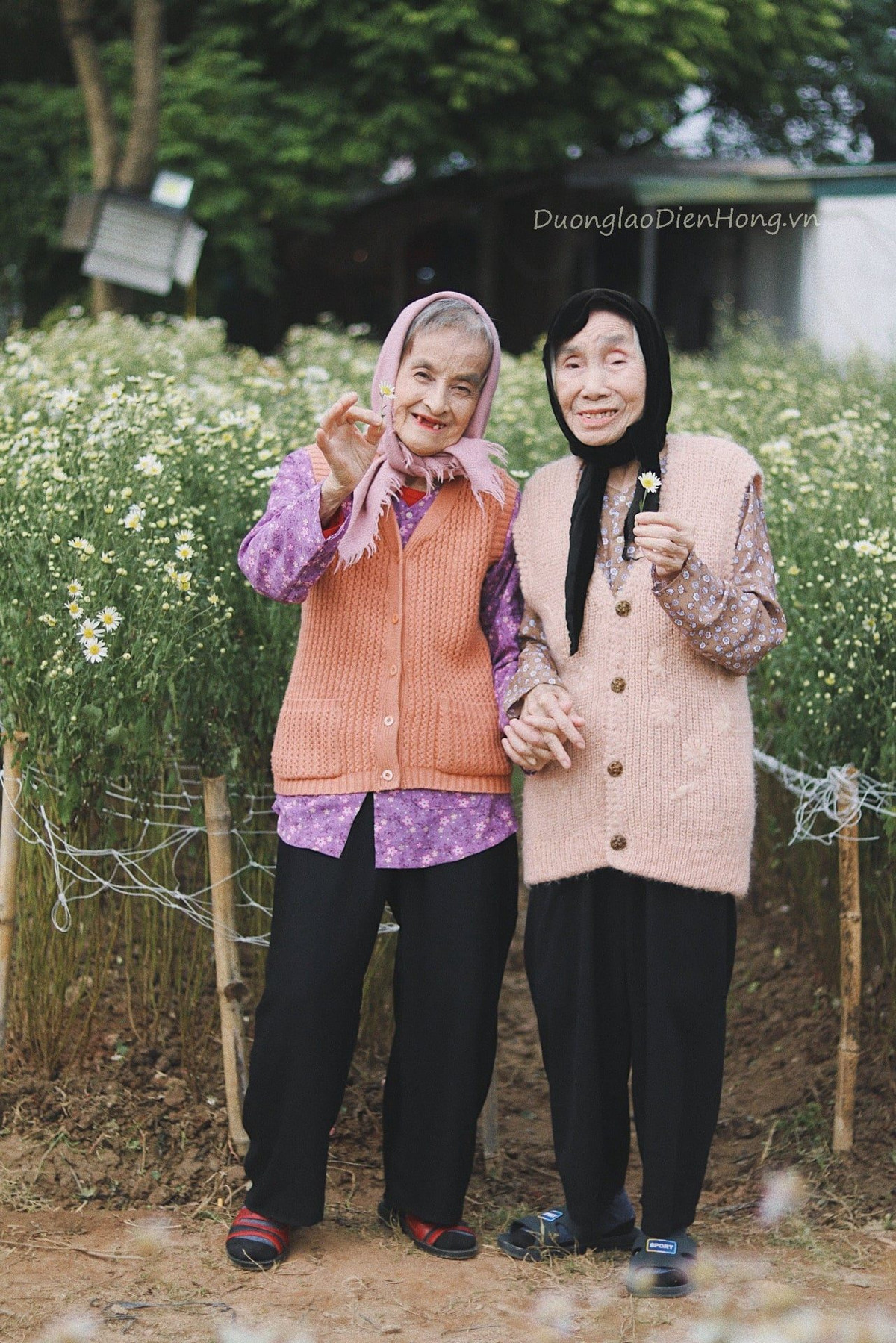 Một tài khoản mạng xã hội đã đăng tải bộ ảnh với lời chia sẻ rằng, đúng dịp hoa cúc họa mi nở rộ báo đông về thì hai cụ bà tỏ vẻ tiếc nuối vì “gần 80 năm cuộc đời mà chưa được chụp ảnh với cúc họa mi”.