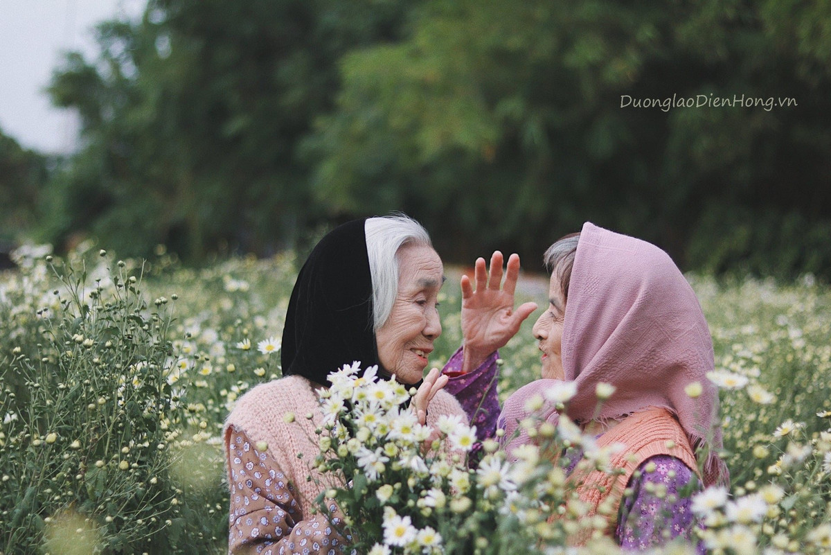 Hiện bộ ảnh hai cụ bà trong vườn cúc họa mi vẫn đang được quan tâm và chia sẻ nhiều trên mạng xã hội. Ảnh: Dưỡng lão Diên Hồng
