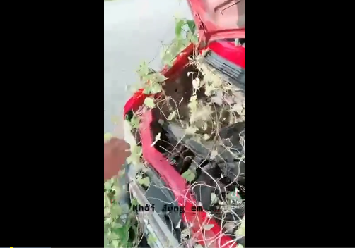 Trước đó, không ít trường hợp xế hộp mọc cây um tùm sau thời gian dài đỗ xe quá lâu, không sử dụng đến.