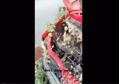 Trước đó, không ít trường hợp xế hộp mọc cây um tùm sau thời gian dài đỗ xe quá lâu, không sử dụng đến.