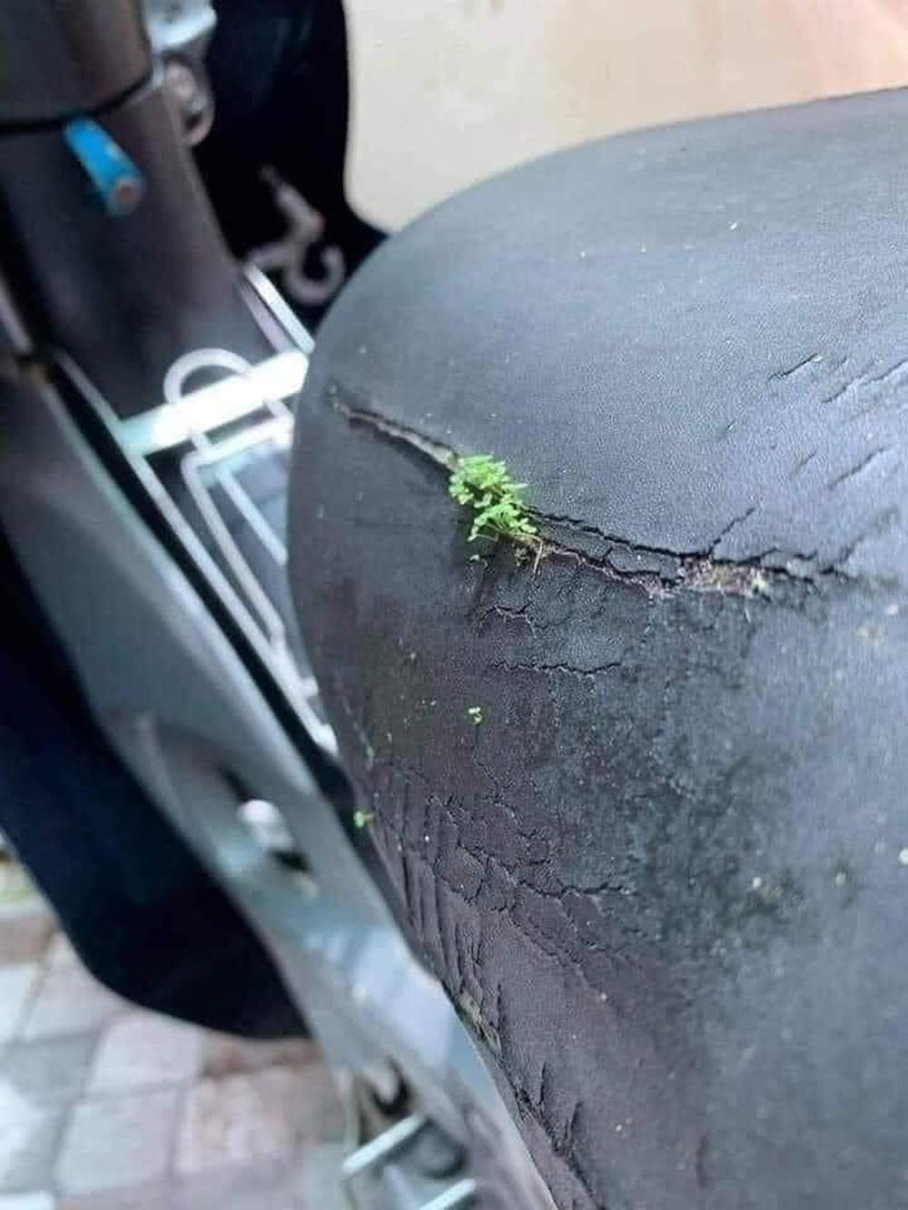 Chỉ khi sau giãn cách, nhiều người mới nghĩ đến việc tân trang lại phương tiện di chuyển. Thế nhưng đến lúc đó ai cũng "há hốc miệng" trước cảnh tượng xe mọc cây um tùm.