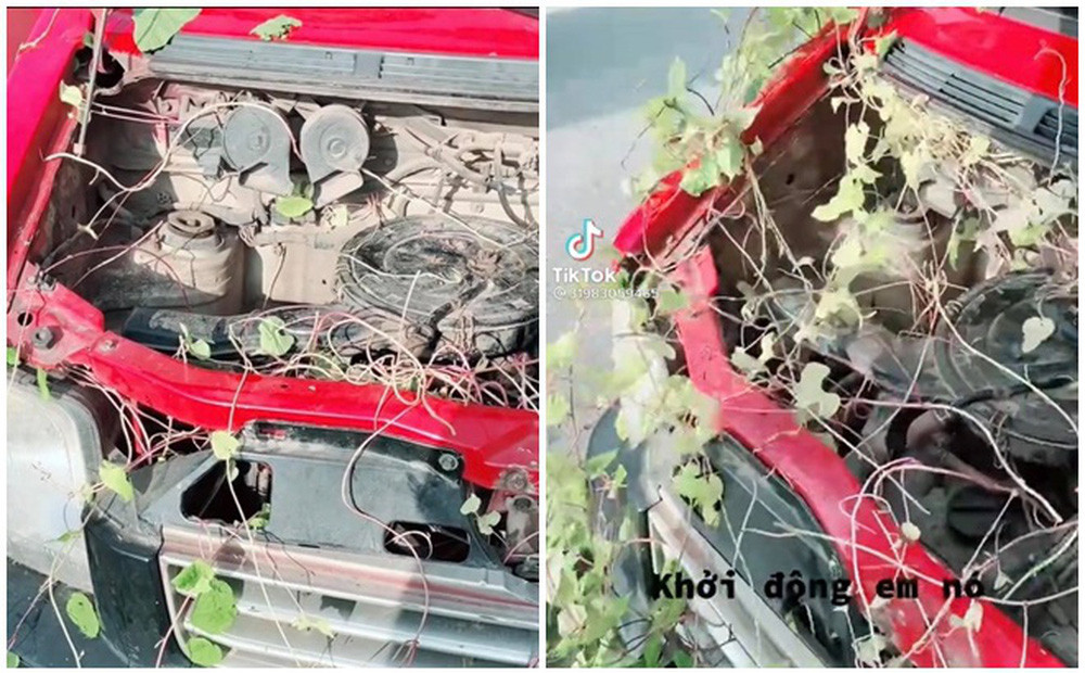 Ở đầu xe, cây dại mọc chi chít, leo dài quấn quanh hết vào động cơ ô tô. Bánh xe và đèn phía trước cũng chịu chung số phận. Gia chủ phải mất một lúc mới có thể dọn hết được.