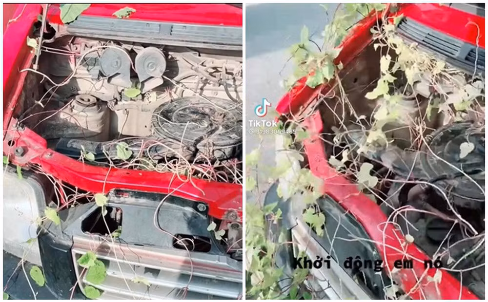 Ở đầu xe, cây dại mọc chi chít, leo dài quấn quanh hết vào động cơ ô tô. Bánh xe và đèn phía trước cũng chịu chung số phận. Gia chủ phải mất một lúc mới có thể dọn hết được.