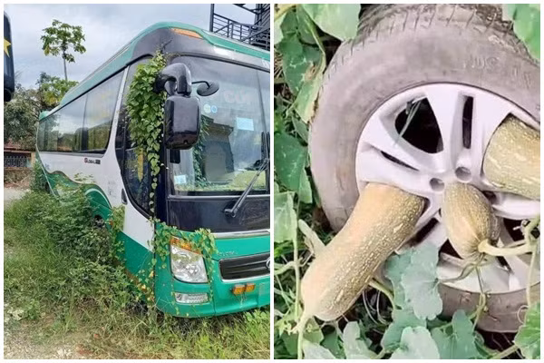 Hơn thế nữa, khi đi tới phần bánh xe kiểm tra, tài xế đã phát hiện ra những quả bí đang mọc qua các khe bánh xe, kích thước của chúng cũng to đáng kể.