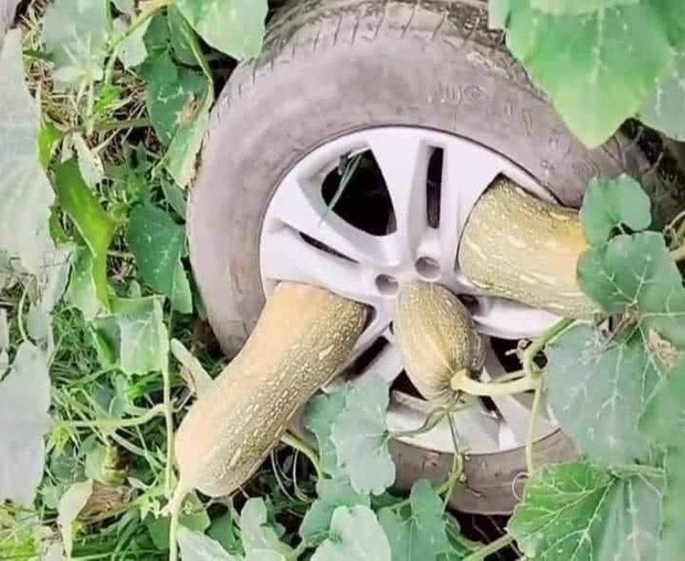 Theo những gì mà đoạn clip ghi lại, sau thời gian dài giãn cách xã hội cây dại, cỏ đã mọc bám kín phần dưới của xe, thậm chí chúng đang mon men trèo lên trên, một vài bụi đã mọc cả bên trong buồng lái.