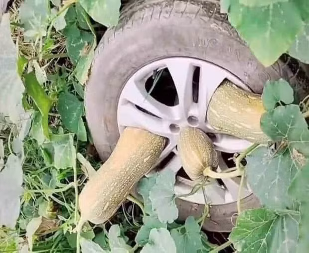 Theo những gì mà đoạn clip ghi lại, sau thời gian dài giãn cách xã hội cây dại, cỏ đã mọc bám kín phần dưới của xe, thậm chí chúng đang mon men trèo lên trên, một vài bụi đã mọc cả bên trong buồng lái.