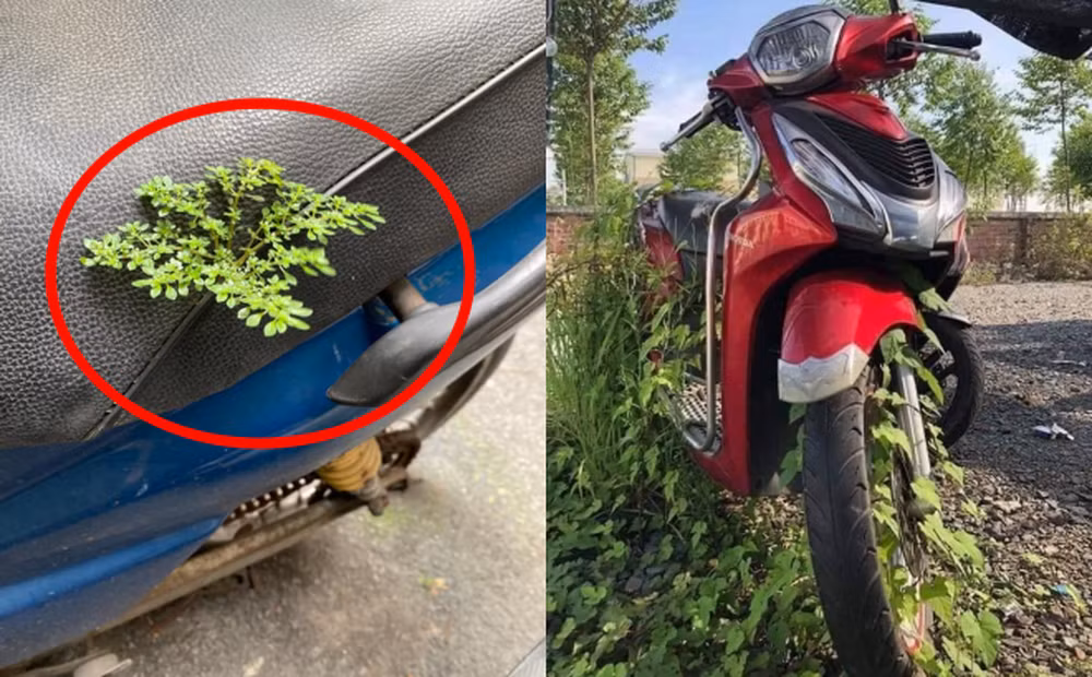 Nhiều người không khỏi ngạc nhiên và "cười bò" với tình huống này.