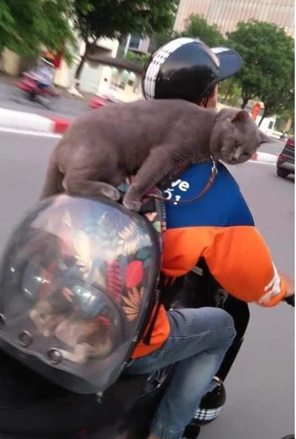 Một tài xế công nghệ đã chở luôn con mèo di chuyển trên đường. Chủ của nó cho một con mèo khác vào ba lô và đeo sau lưng. Riêng mèo xám phải ở ngoài. Chú ta nhảy lên trên ba lô, tựa lưng vào vai chủ suốt cả đoạn đường làm người đi đường không khỏi chú ý.